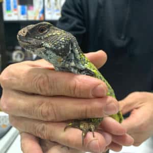 Lucertola negozio di animali a cassola vicenza