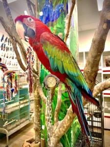 Ara Macao Animali Felici Cassola Pet Shop