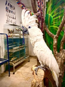 Cacatua Alba Animali Felici Cassola Pet Shop