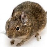 Degu