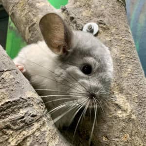 Minighiro Africano Animali Felici Cassola Pet Shop