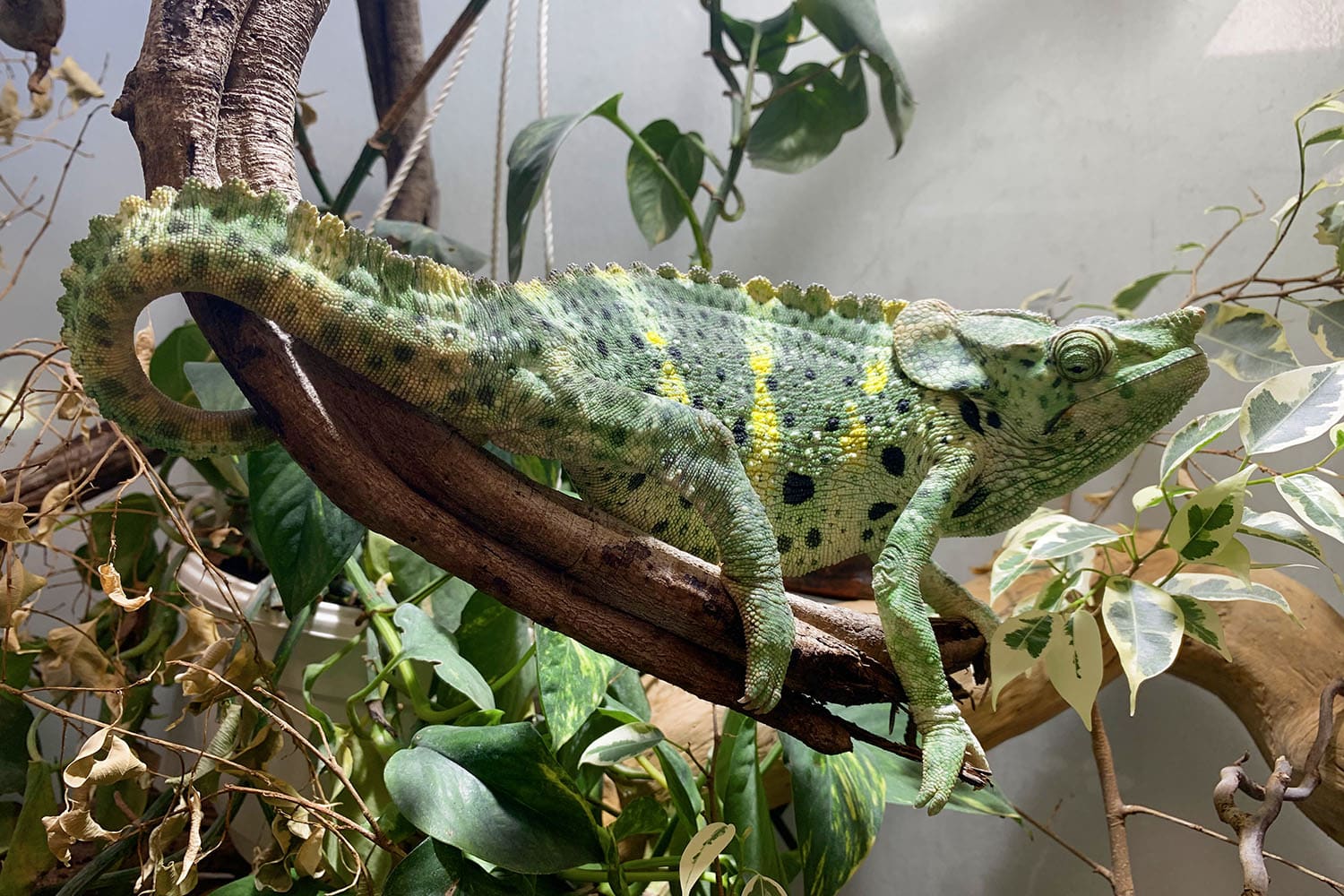 Negozio di animali a Cassola Vicenza Animali Felici