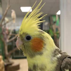 Pappagallo Animali Felici Cassola Pet Shop
