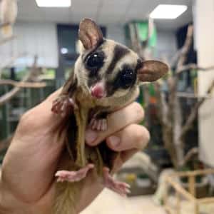 Petauro dello zucchero Animali Felici Cassola Pet Shop