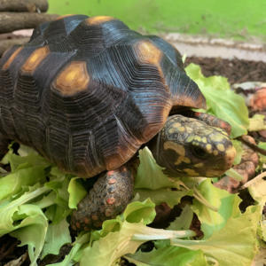 Tartaruga Animali Felici Cassola Pet Shop