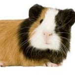 cavia Pelo liscio