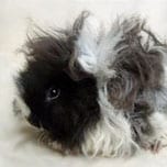 cavia Pelo riccio